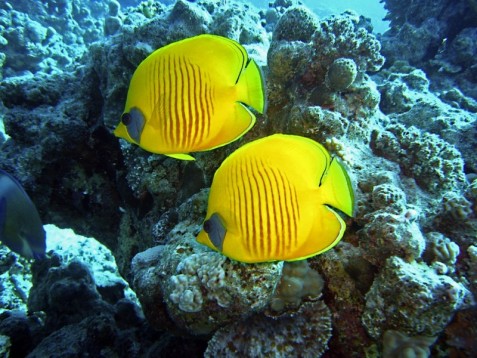 Acquario di Cattolica in Coppia