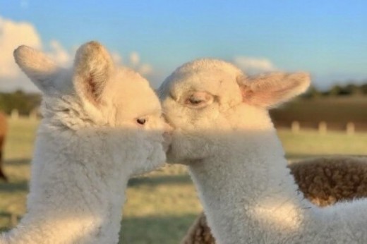 Esperienza con gli alpaca con soggiorno romantico di 2 notti in un magico resort immerso nella natura