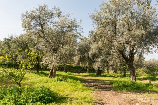 Albero Olivo Secolare DOP Bruzio 20 Litri