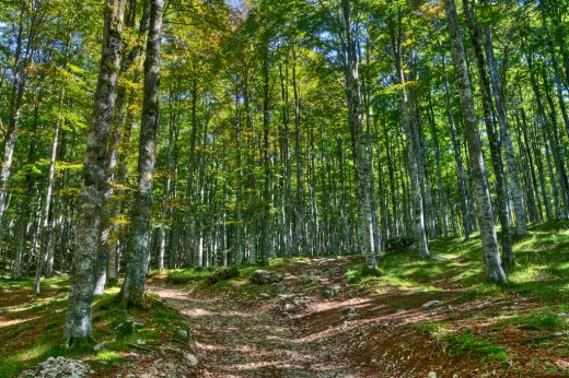 Passeggiata nella faggeta secolare & soggiorno 2 notti