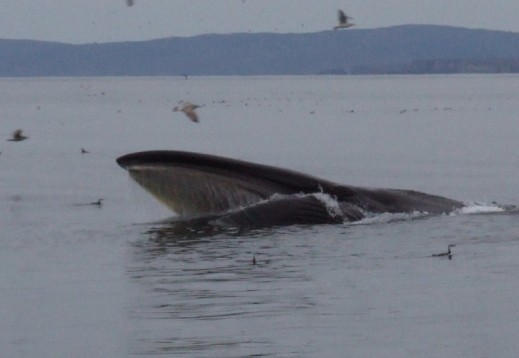 WHALE WATCHING - ISLANDA