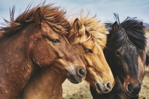 Trekking a Cavallo di 2 giorni in Tenda per quattro persone