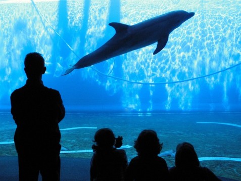 Biglietti d'Ingresso Acquario di Barcellona