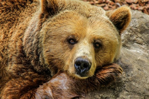 Biglietti Per Parco Faunistico Le Cornelle Bergamo