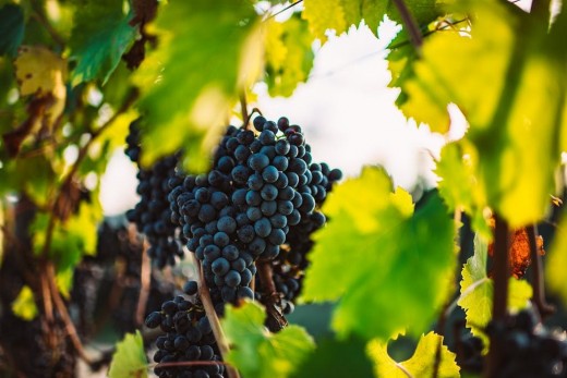 Degustazione di vini biologici da vitigni autoctoni toscani a San Miniato