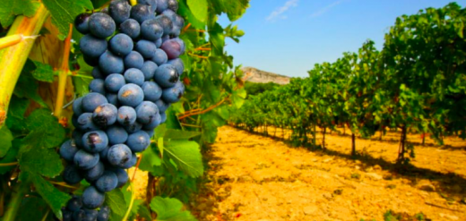 Degustazione vino Audarya e visita cantine - Serdiana