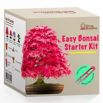 Coltiva il tuo Bonsai Starter Kit 