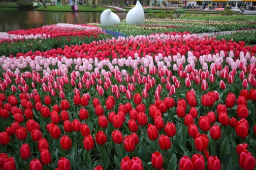 Visita guidata di Keukenhof e dei campi di fiori con partenza da Rotterdam