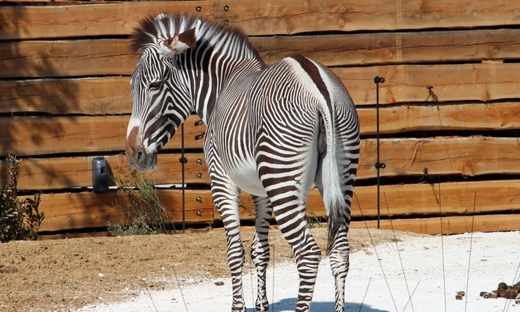 Zoo di Parigi: abbonamento annuale