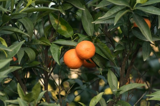 Albero Clementine di Calabria 5kg