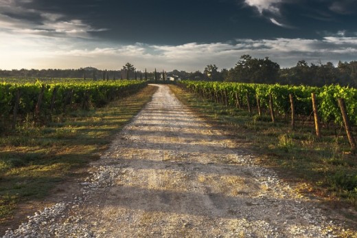 Visita vigneti e degustazione 3 vini con conserve a Cerignola 