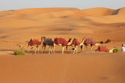 Abu Dhabi - Safari e cena sotto le stelle