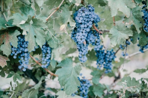 Degustazione 5 Vini a Siena