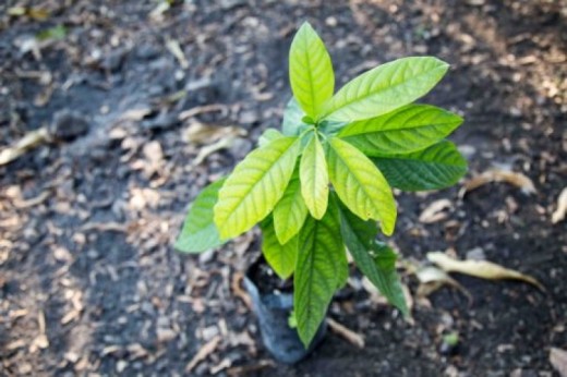 Regala Albero di Avocado