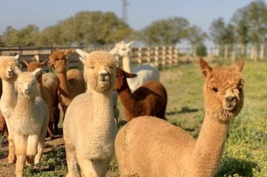 Esperienza con gli alpaca e 2 notti in un magico resort immerso nella natura