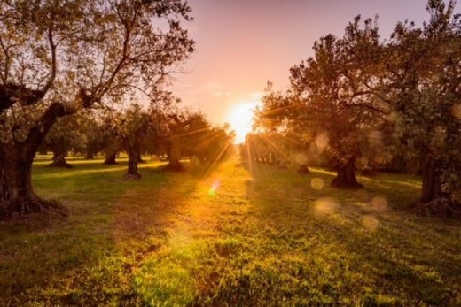 Picnic in Maremma con prodotti biologici