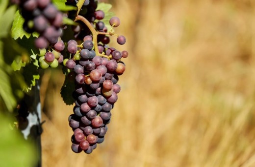 Tour Degustazione con pranzo in Umbria