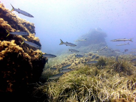 Escursione Snorkeling Extra in Sardegna