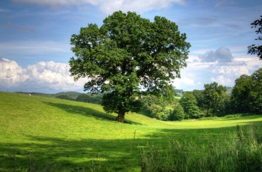 Albero Bergamotto di Calabria 15kg