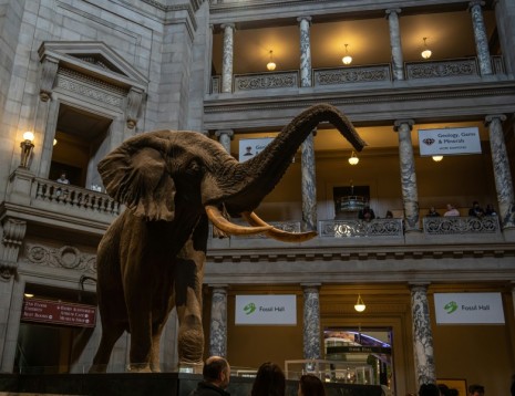Buono regalo viaggio Bordeaux per genitore e figlio con ingresso al Muséum d’Histoire Naturelle