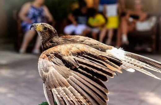 Avventura Famiglia Calabria - Fantastica Esperienza di Falconeria