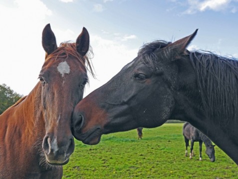 Passeggiata per tre persone a cavallo-abruzzo