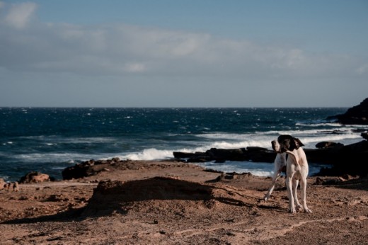 Servizio fotografico Cane o Gatto con Stampe