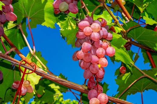 Visita cantina e degustazione vini in Piemonte