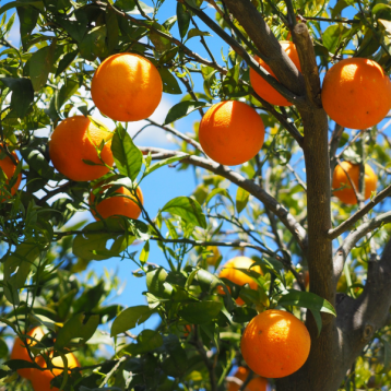 Albero Arancia Valencia 15 Kg