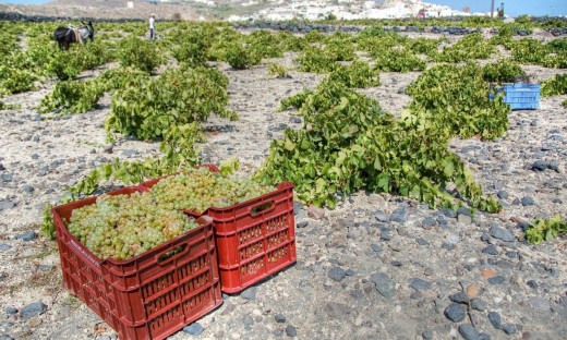 Avventura del vino Santorini per piccoli gruppi