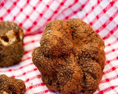 Esperienza Privata di caccia al tartufo in Piemonte