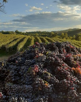 Costigliole Asti La panchina gigante e i vini