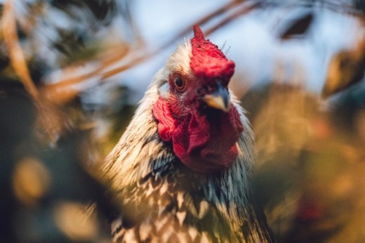 Adotta una Gallina - Prodotti Biologici