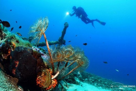 Immersione Battesimo del Mare Puglia 