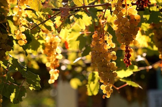 Vendemmia anche tu!