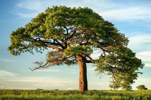 Regala Albero di Mango