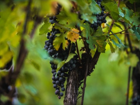 Soggiorno in Vigna con tour con agronomo