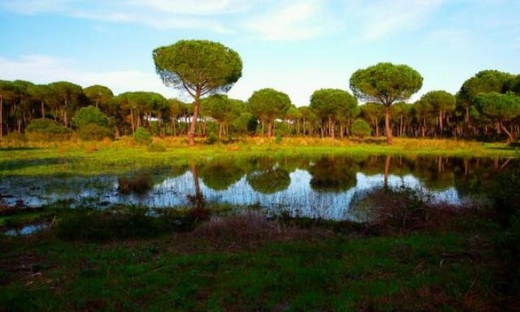 Visita guidata del Parco nazionale di Doñana da Siviglia