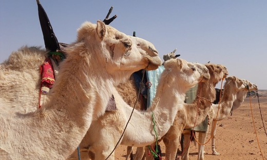 Safari nel Deserto & Cena con BBQ