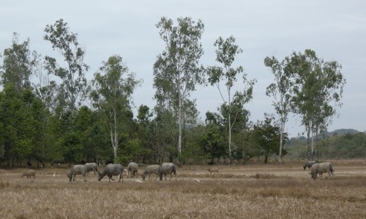 Forest Excursion - Visit Nam Cat Tien National Park