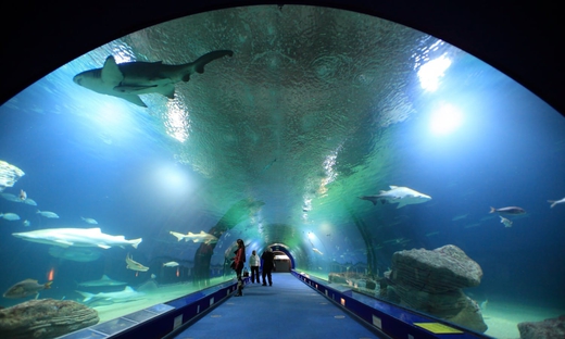 Biglietti per il Parco Oceanografico di Valencia