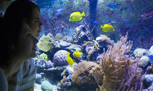 Biglietti salta fila per l'Aquàrium di Barcellona