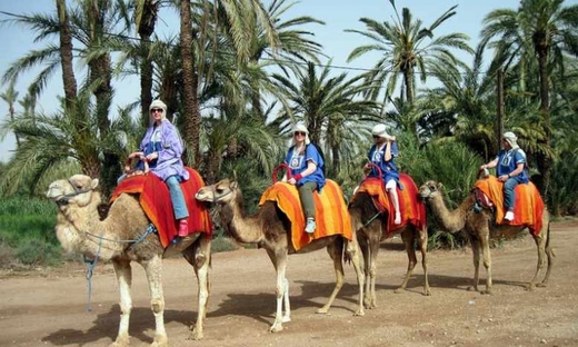 Camel Ride in Marrakech Palm Grove