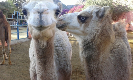 Camel riding in Maspalomas Dunes