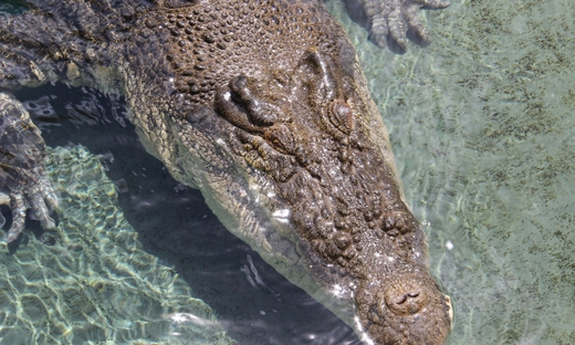 Jumping Crocodiles Cruise
