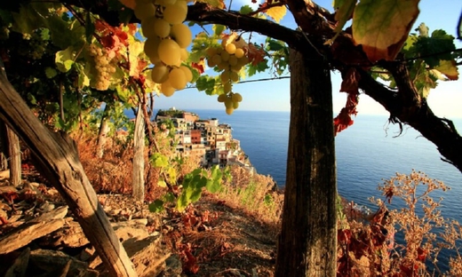 Tour dei vigneti e degustazione di vini nelle Cinque Terre