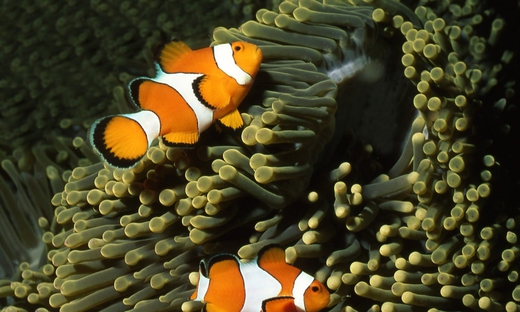 Abbonamento annuale all'acquario di Parigi