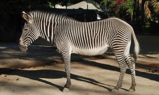 Visita Turistica Sali-Scendi a Lisbona e Zoo di Lisbona