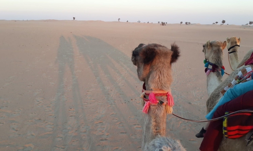 Escursione nel Deserto di Dubai con Cena