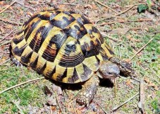 Tartarughe di terra in regalo